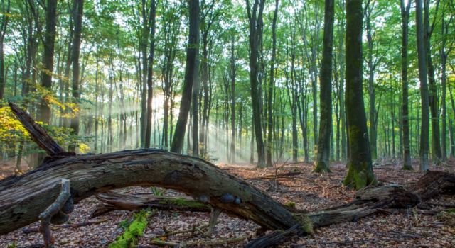 Zonlicht schijnt door de bomen in het Speulderbos. Een dode boom als liggend stilleven op de voorgrond