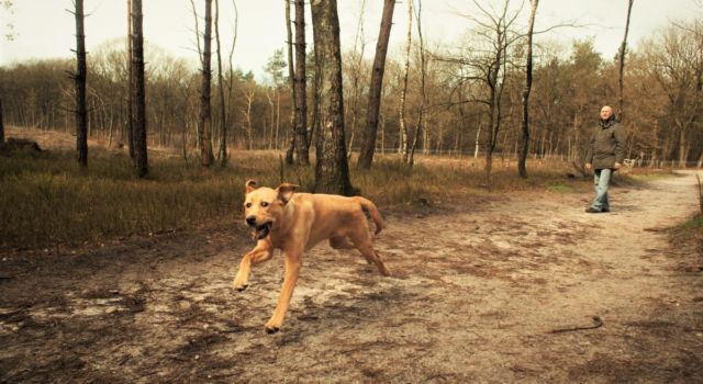 Een hond rent los over de paden van een hondenlosloopgebied