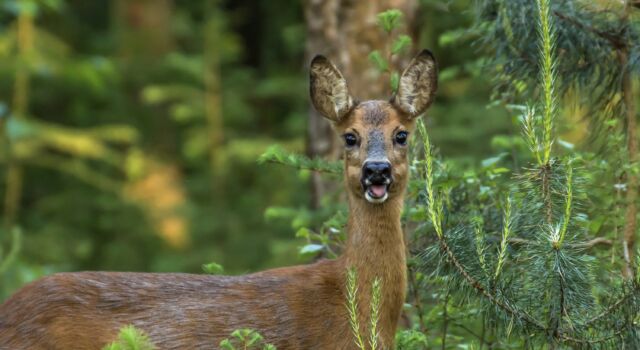 Hoofd vergeten Bedankt Wat hoor ik daar fiepen? De reeënbronst is volop bezig. - Veluwe