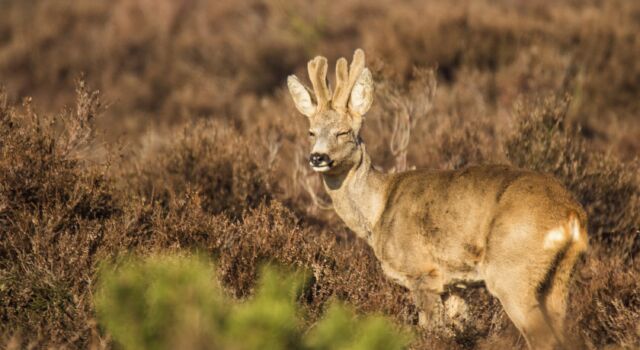 Hoofd vergeten Bedankt Wat hoor ik daar fiepen? De reeënbronst is volop bezig. - Veluwe