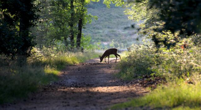 Hoofd vergeten Bedankt Wat hoor ik daar fiepen? De reeënbronst is volop bezig. - Veluwe