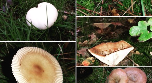 collage van paddenstoelen