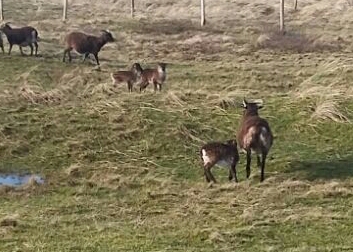 Soay lammetjes