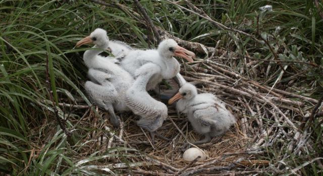 jonge lepelaars ( foto archief Staatsbosbeheer)