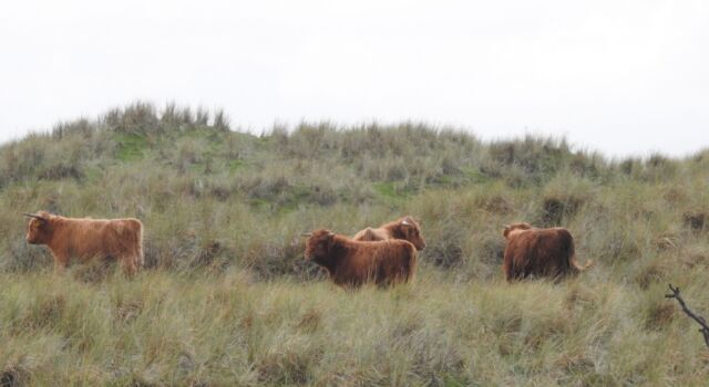 Schotse hooglanders op Vlieland