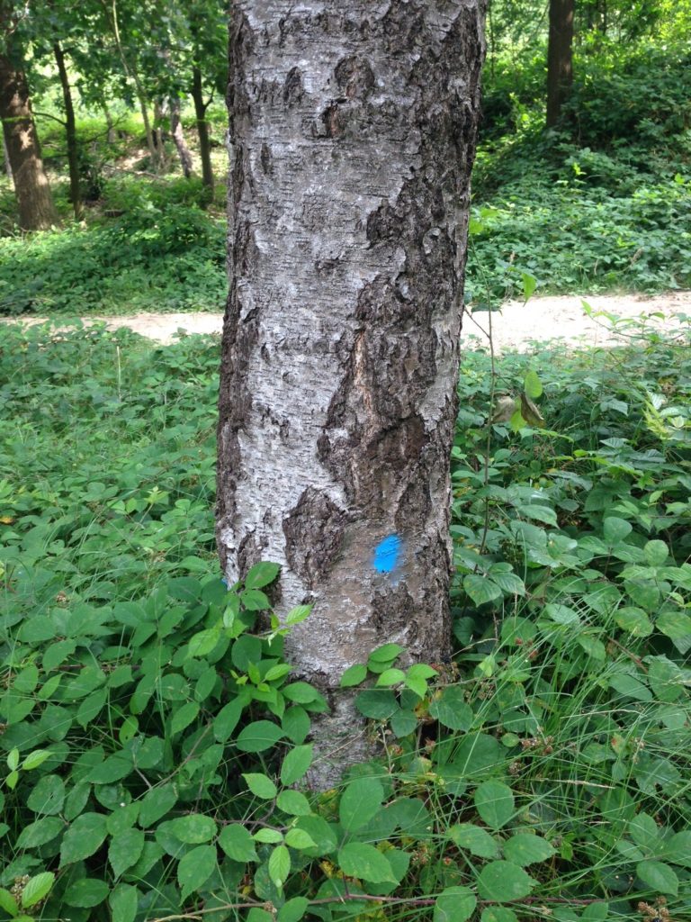 Een boom met een blauwe stip