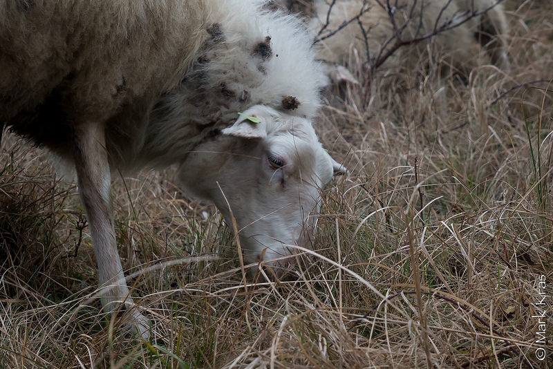 Kempense ooi gaat vergrassing tegen in Hollands Duin - foto Mark Kras