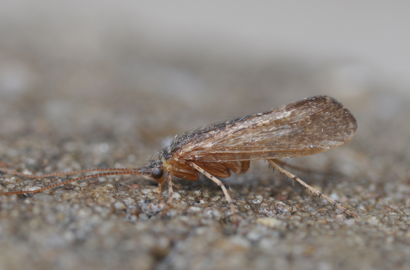 Limnephilus hirsutus man 9-8-2013 Lentevreugd Wassenaar