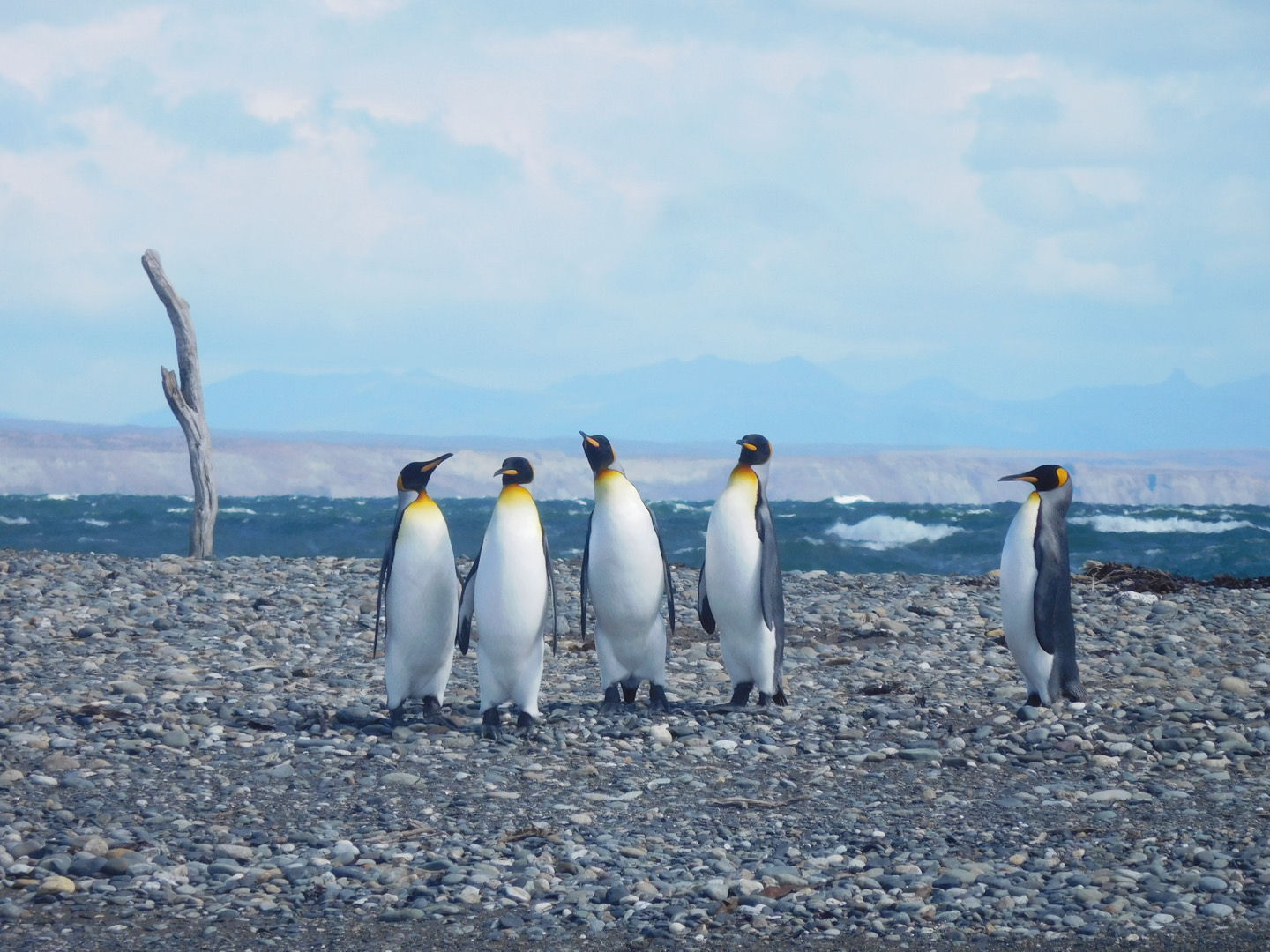 koningspinguins