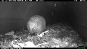 's nachts komt het bos tot leven en maken zoogdieren gebruik van de ecotunnels