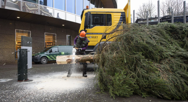 De boom wordt ter plaatse op maat gezaagd.