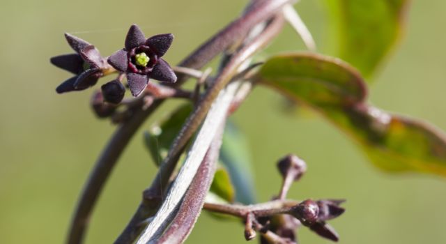 Zwarte engbloem (foto Mark Kras)