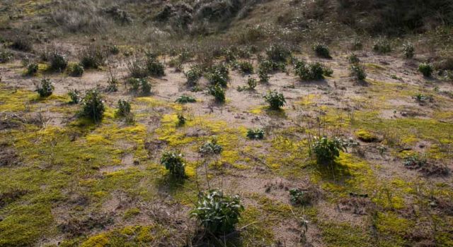 Zwarte engbloem overwoekert de zeldzame moshellingen (foto Mark Kras)