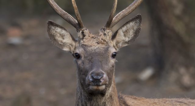 Nieuw mannelijk edelhert op de Koekamp - foto Mark Kras