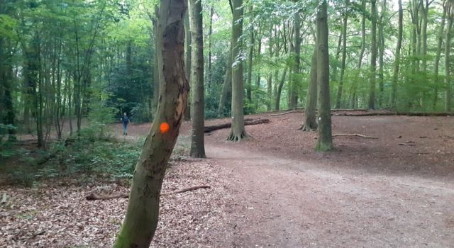 Oranje stippen op bomen in het Haagse Bos - Boswachter Sandra Knop