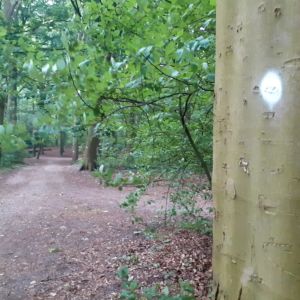 Witte stippen op bomen in het Haagse Bos - Boswachter Sandra Knop