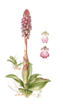 Aquarel van de hyacintorchis – Illustratie: Esmée Winkel