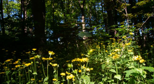 Hartbladzonnebloem een zeldzame plant in Nederland profiteert van het zomerse zonlicht in het Haagse Bos. Foto Mark Kras