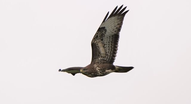 Buizerd in vlucht