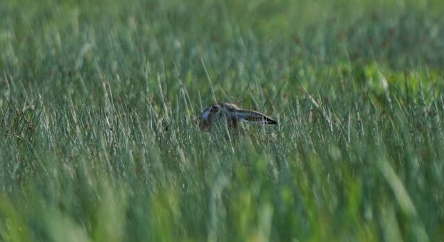 haas in de polder