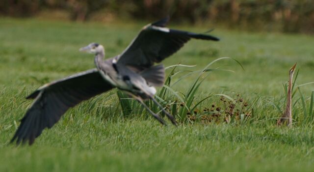 purperreiger in de polder